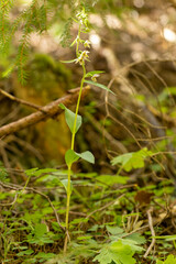 Broad-Leaved Helleborine (Epipactis helleborine) in to wild