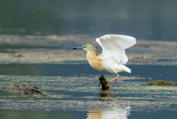 Squacco Heron in breeding colony