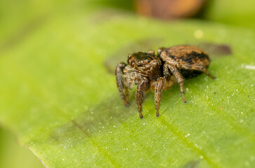 Curious jumping spider close up