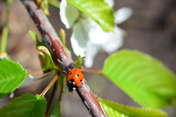 ladybug crawling on the tree branch in sunny day   © Irina