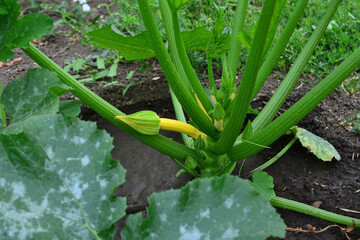 zucchini growing on the garden bed close up   