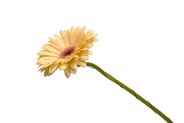 Yellow gerbera daisy flower isolated.