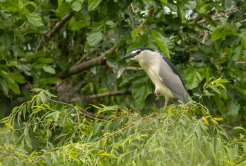 Black-crowned Night Heron in breeding colony