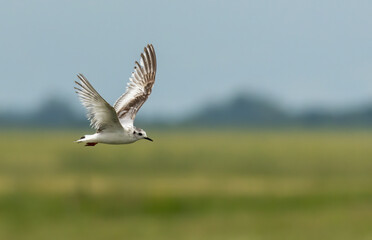 Little Gull in winter plumage flying