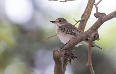 Spotted Flycatcher (Muscicapa striata) sitting on branch