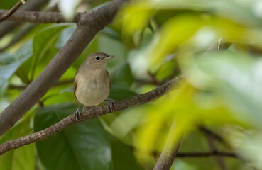 Garden warbler sitting on branch
