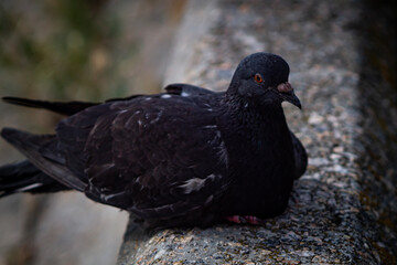A lonely pigeon near a bench on the embankment