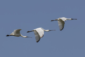 Young Spoonbill bird flying in sky