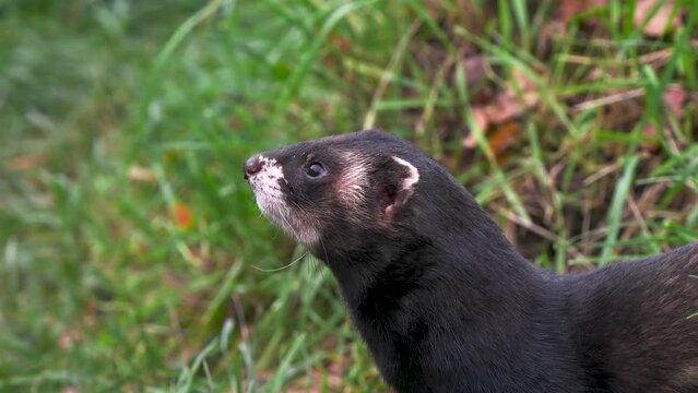 Close-up of a Polecat Head	