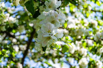 Photography on theme beautiful fruit branch apple tree with natural leaves under clean sky