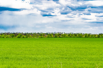 Fototapeta premium Beautiful horizon scenery in village meadow on color natural background