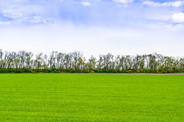 Beautiful horizon scenery in village meadow on color natural background
