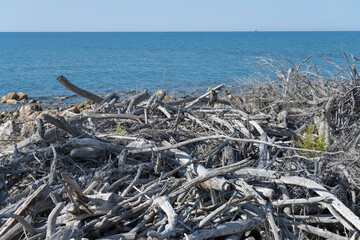 heap of dry wood on shore, Marina di Alberese, Italy - obrazy, fototapety, plakaty