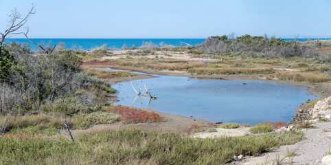 pond at bog on Mediterranean shore, Marina di Alberese, Italy