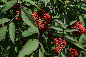 Berries in the forests of Finland