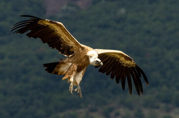 Griffon Vulture (Gyps fulvus) on feeding station