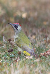 Green woodpecker sitting on branch with nice autumn background