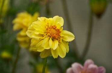 Beautiful dalia flower in the garden - 688039671