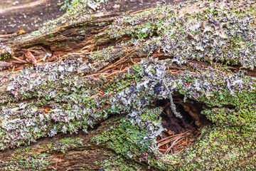 Lichens growing on an old tree log