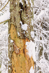 Old tree trunk with marks after birds in a winter forest