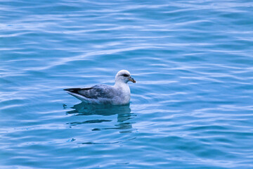 Northern fulmar in the arctic sea