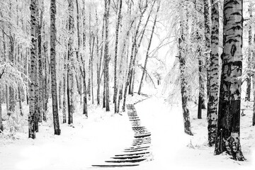 Winter black and white landscape, path in a birch grove after snowfall