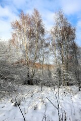 Zimowy krajobraz brzozy pokryte śniegiem 