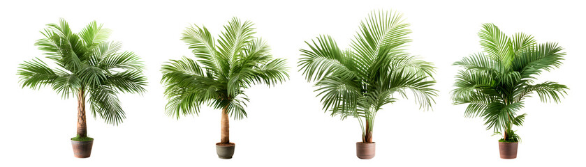 Green palm tree isolated on white - obrazy, fototapety, plakaty