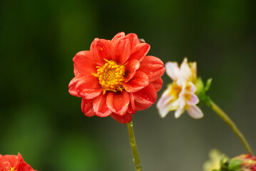 Beautiful dalia flower in the garden - 688042010