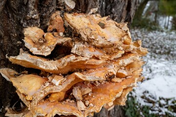 mushrooms on tree in winter