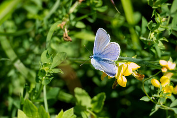 Common blue (Polyommatus icarus) Butterfly sitting on a yellow flower in Zurich, Switzerland