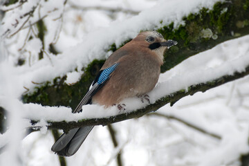 Eurasian Jay (Garrulus glandarius) perched on a snow covered tree branch in Zurich, Switzerland