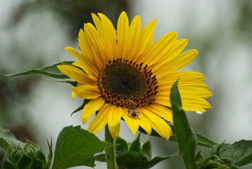 Beautyful sunflower close up in the garden - 688043862