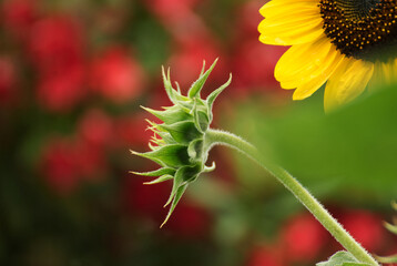 Beautyful sunflower close up in the garden - 688044281