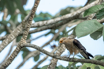 yellow headed caracara sitting in tree Costa Rica