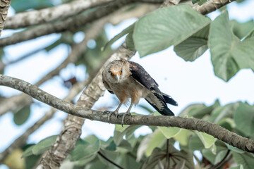 yellow headed caracara sitting in tree Costa Rica