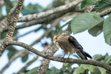yellow headed caracara sitting in tree Costa Rica