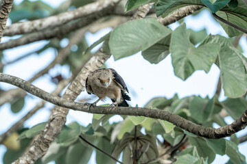 yellow headed caracara sitting in tree Costa Rica