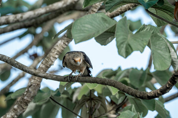 yellow headed caracara sitting in tree Costa Rica