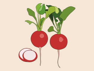 illustration of two radishes and slices