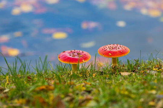 Amanita muscaria or "fly agaric" is a red and white spotted poisonous Toadstool Mushroom.