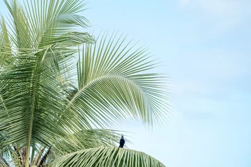 Fotobehang Tropical palm tree vibes vibrant colours travel Costa Rica © PIC by Femke