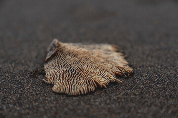 washed on the beach bleached coral