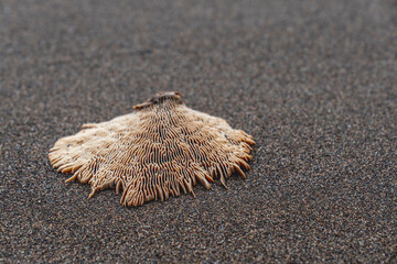 washed on the beach bleached coral