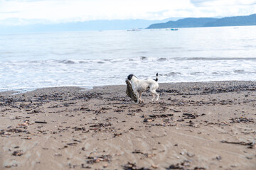 Black and white stray dog playing at the beach