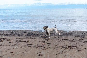 Black and white stray dog playing at the beach