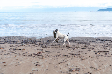 Black and white stray dog playing at the beach