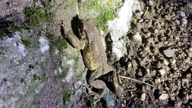 Crapaud dans les C&eacute;vennes