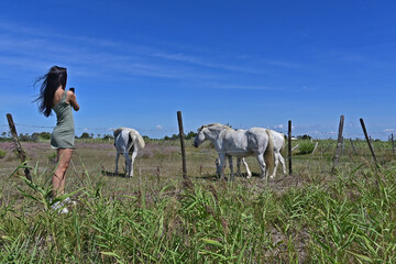 Naklejka premium I cavalli bianchi della Camargue, Arles - Provenza, Francia 