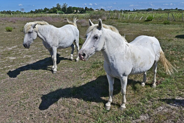 Obraz na płótnie Canvas I cavalli bianchi della Camargue, Arles - Provenza, Francia 
